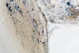 Mold Odor Removal Services in Ivanhoe, TX